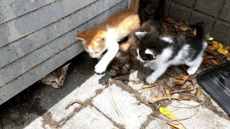 雑談 飼い猫や野良猫の 去勢手術 は 公費負担とは ならないものだろうか とふと思った フレンズちゃんねる