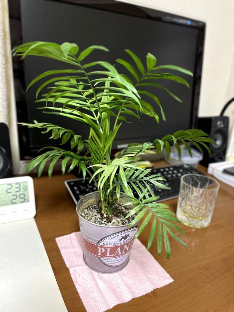 日常 優れモノ ダイソーの１００円観葉植物 フレンズちゃんねる