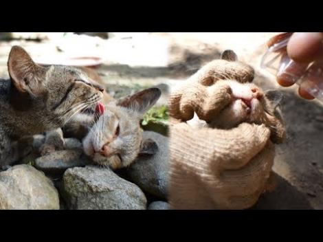 雑談 フィリピンの大自然の中で生きる猫たち フレンズちゃんねる