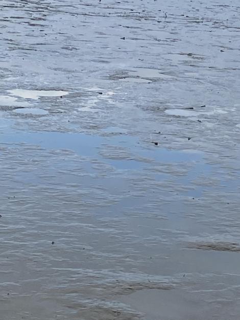 雑談 干潟のムツゴロウ 笑 フレンズちゃんねる