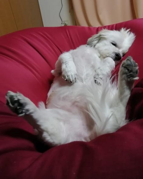 日常 ダメになりたい犬 フレンズちゃんねる