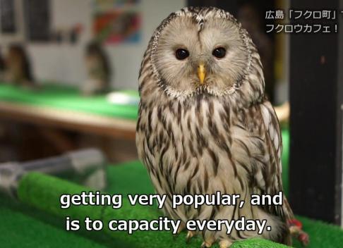 まとめ The Owl Cafe In Hiroshima The City Of Peace フレンズちゃんねる